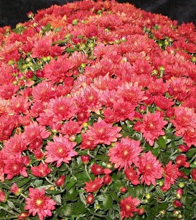 Belgian Mums® Amadora Red